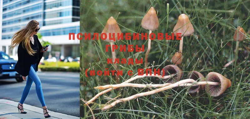 Галлюциногенные грибы MAGIC MUSHROOMS  магазин  наркотиков  Светлоград 